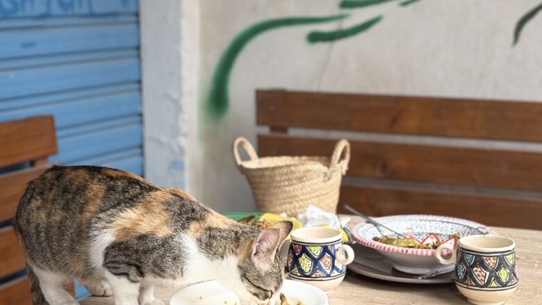 Tuneesia vol.7 Djerba ringreis